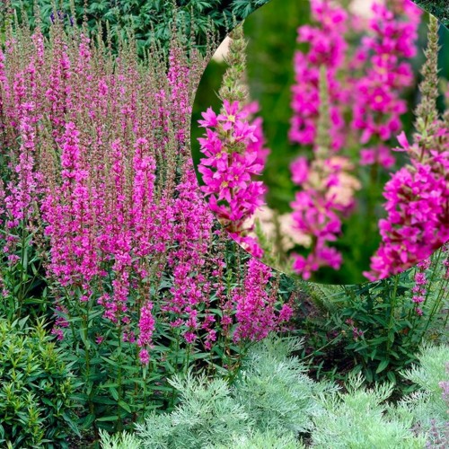 Lythrum salicaria 'Morden Pink' - Harilik kukesaba 'Morden Pink' P9/0,55L 